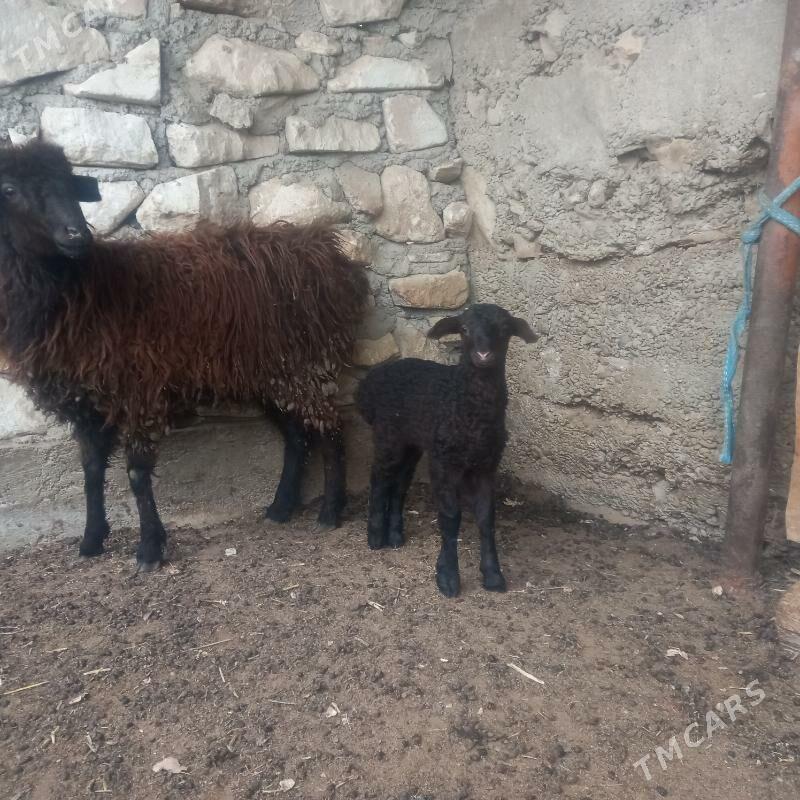 guzuly goýun - Balkanabat - img 1