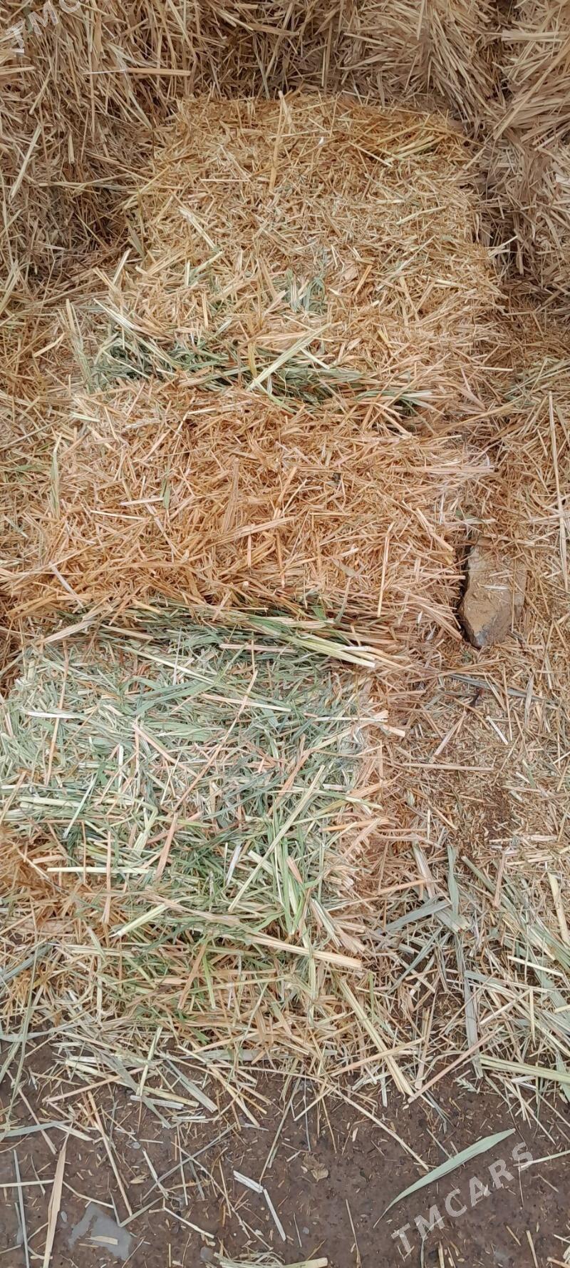 gamyş saman - Gökdepe - img 1