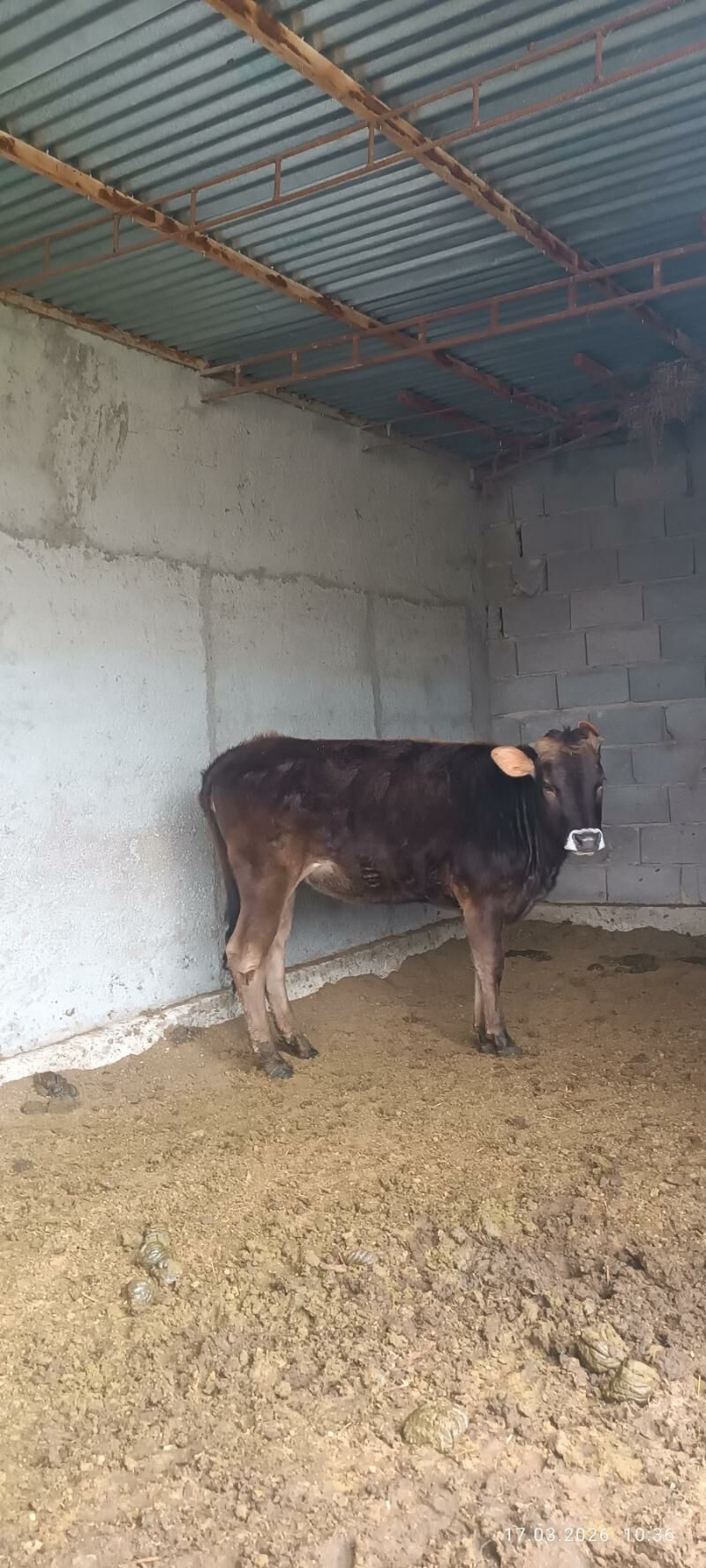 Tüwe - Bäherden - img 1