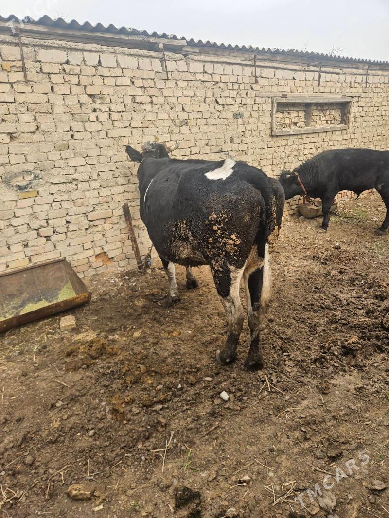 Sygyr - Änew - img 1