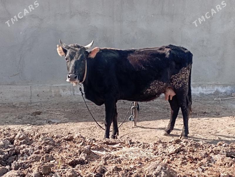 Sagylýan Sygyr - Гёкдепе - img 1