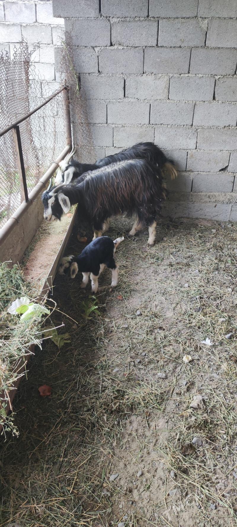 owlakly geçiler yaş - Ялкым - img 1