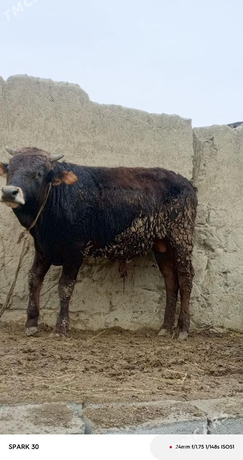 okuz - Bäherden - img 1