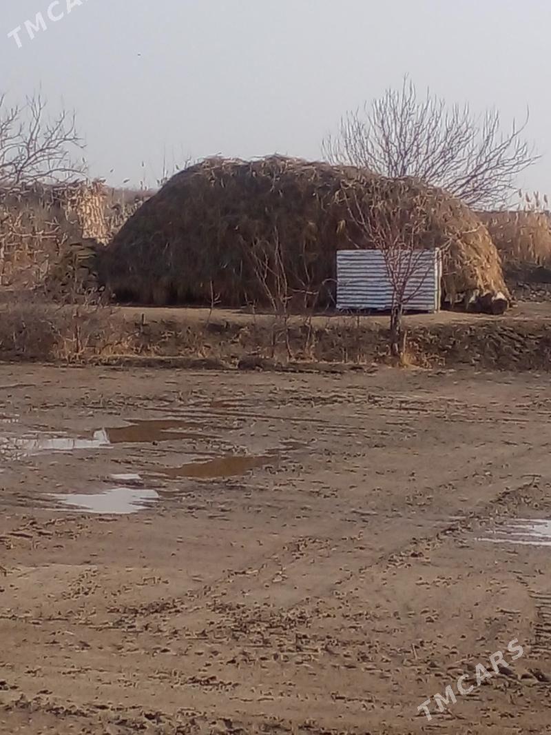 otlar - Саят - img 1