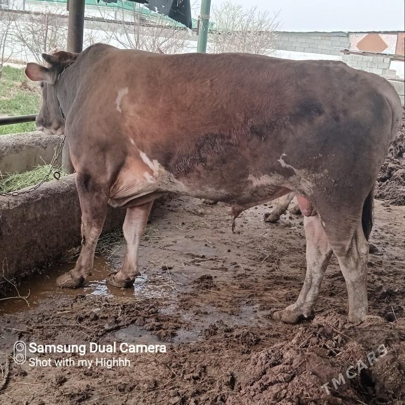 bakylan okuz sygyr - Gökdepe - img 1