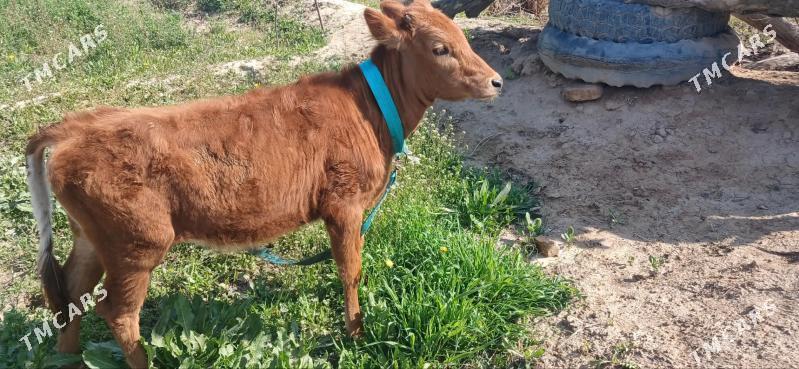 Gulajyn - Sakarçäge - img 1