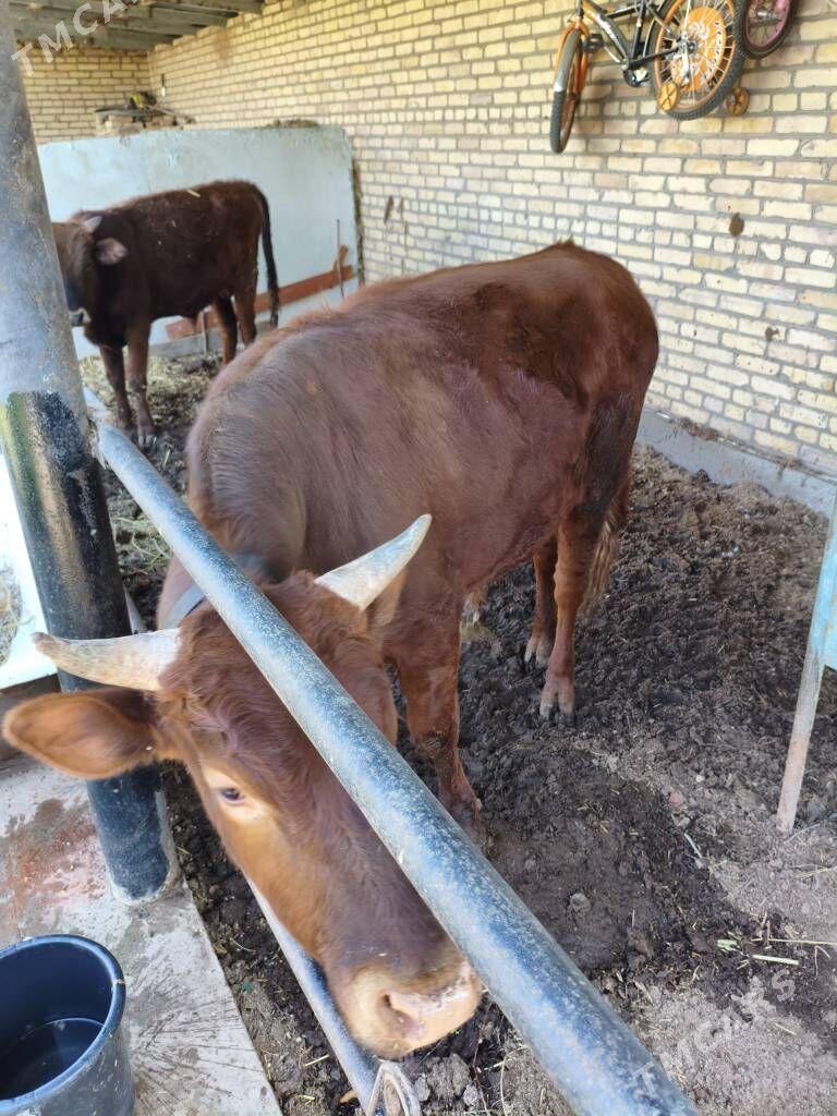 okuz - Türkmenabat - img 1