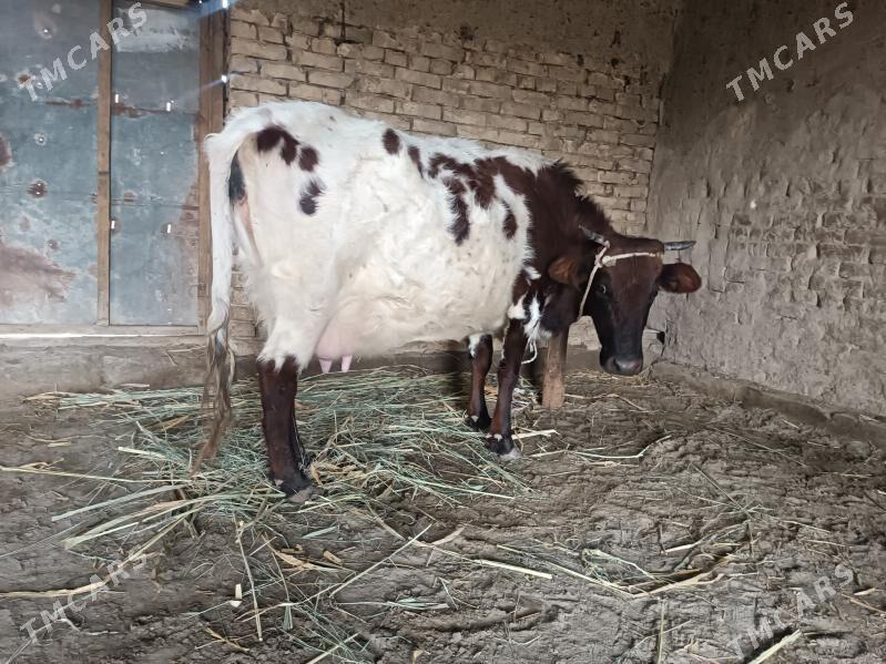 agyr bogaz - Губадаг - img 1