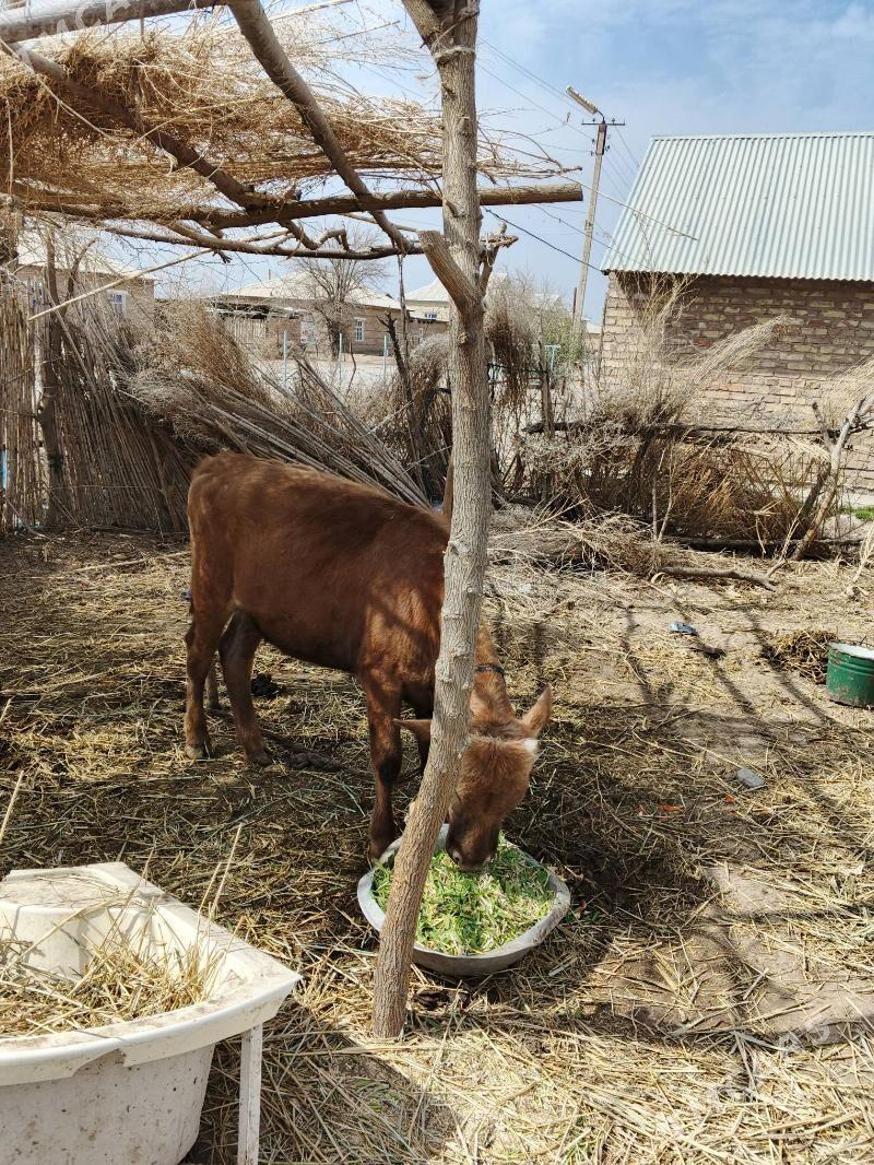 Tüwe - Babadaýhan - img 1