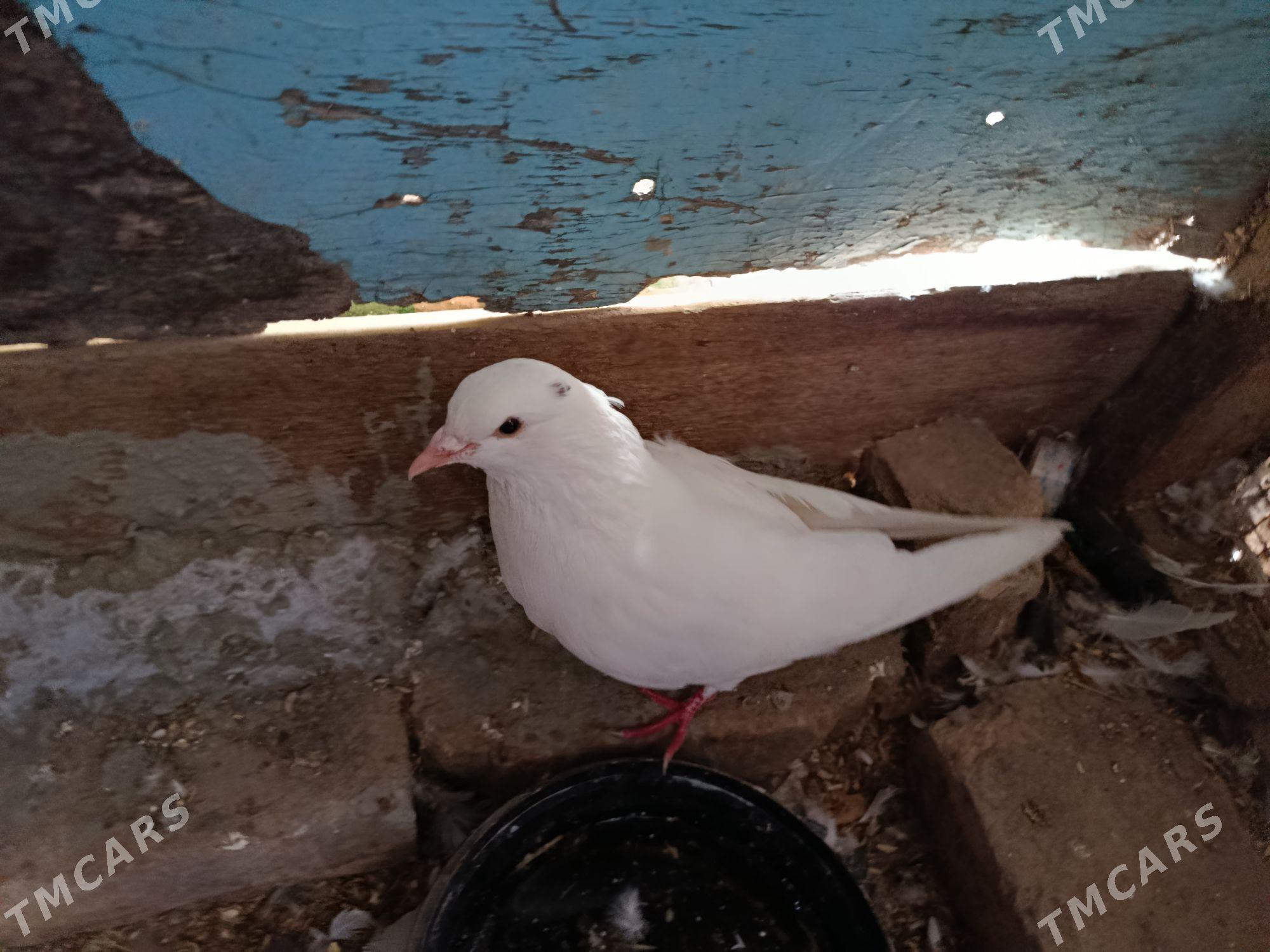 kepder - Türkmenabat - img 1