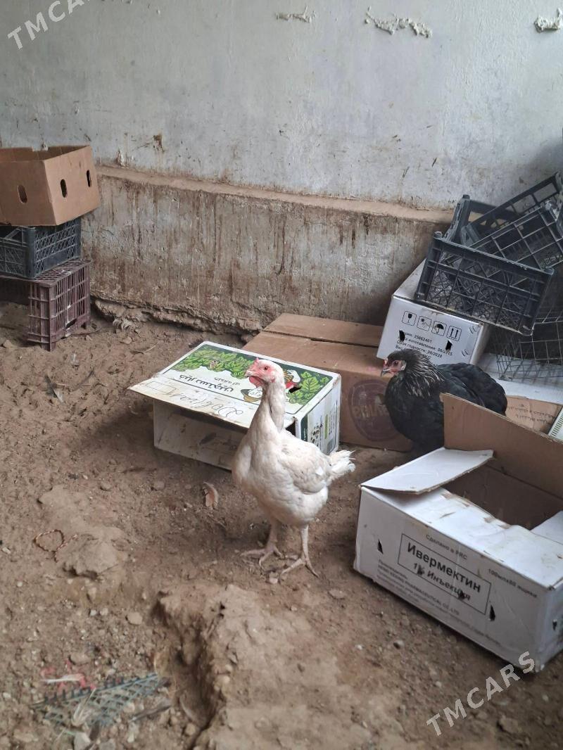 gibrit towuk - Балканабат - img 1