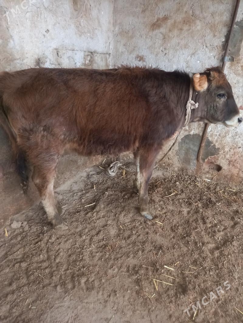 Tuwe - Gyzylarbat - img 1