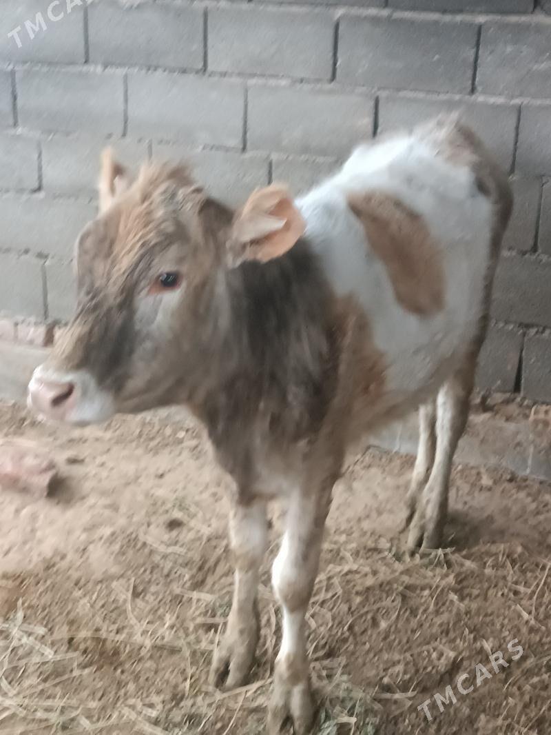 tuwe - Гёкдепе - img 1