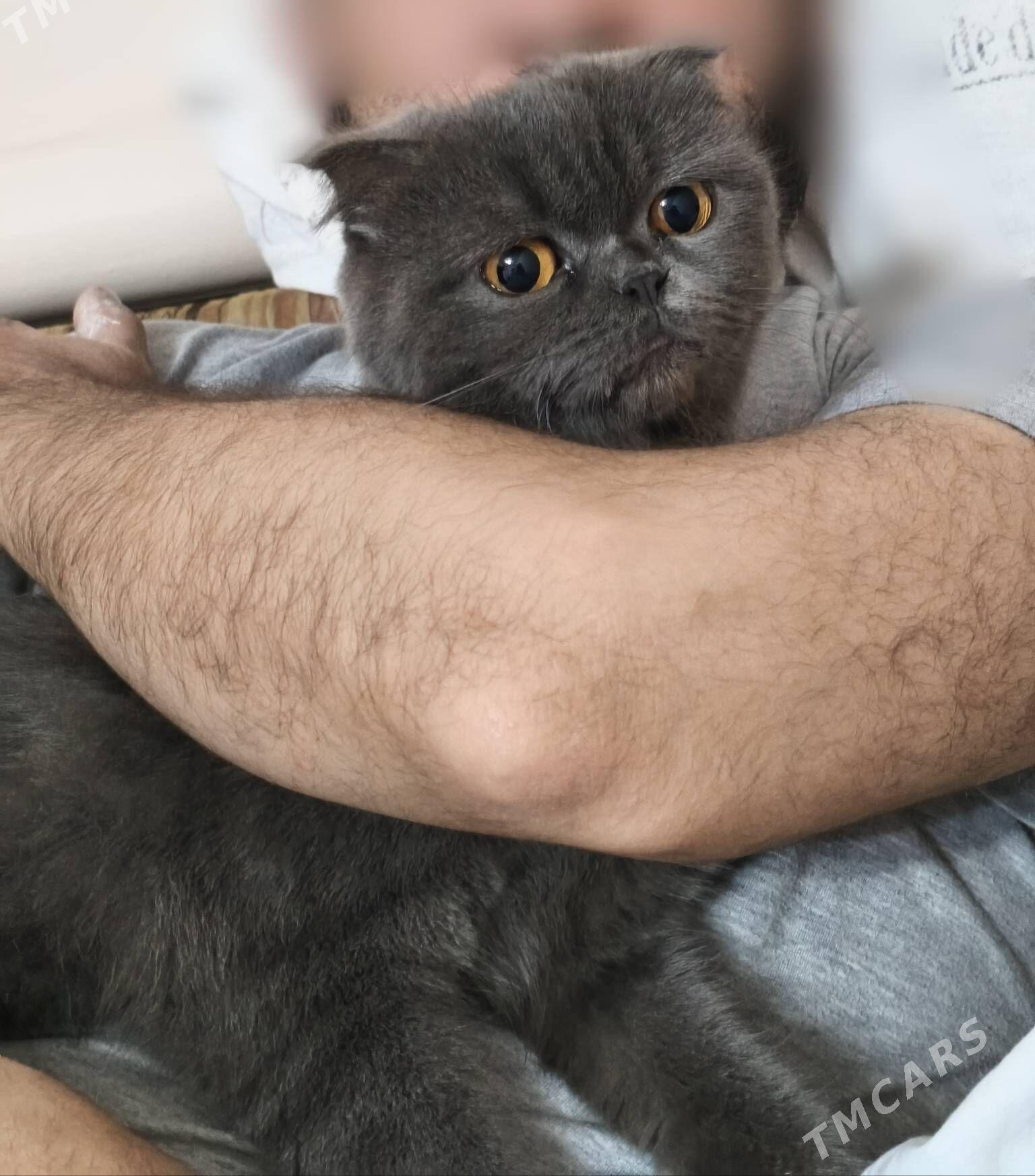 satlyk paroda piśik - Mary - img 1