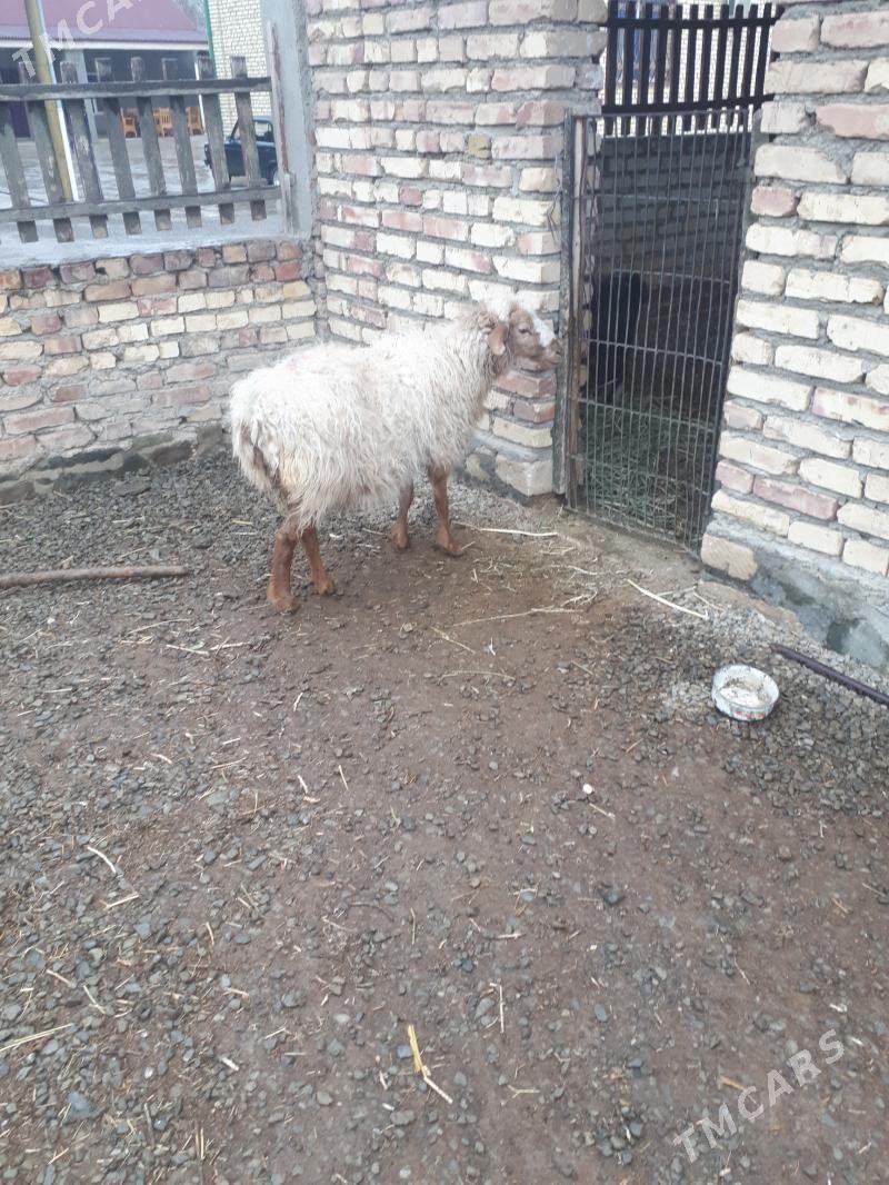 goýun - Bereket - img 1