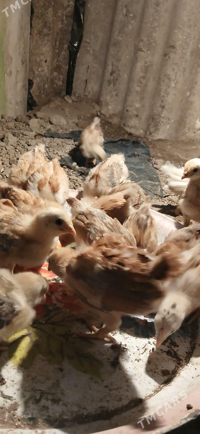 juje - Büzmeýin - img 1