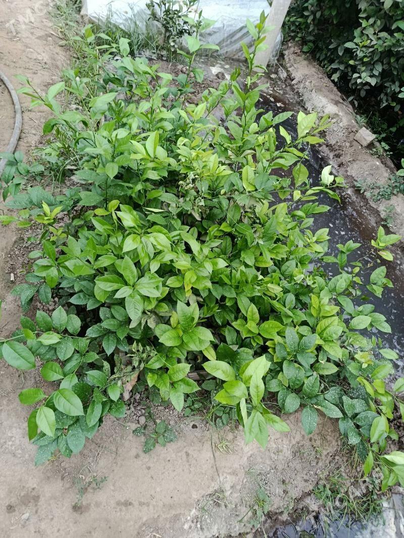 Limon sitil - Гёкдепе - img 1