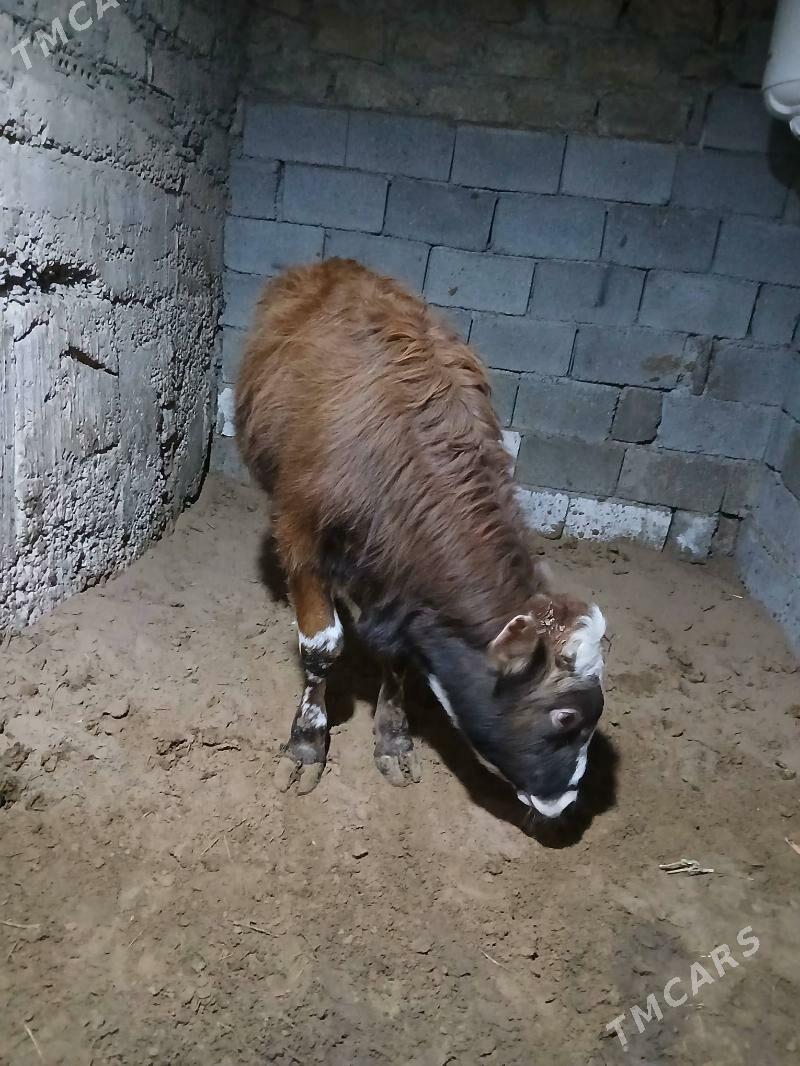 okuz - Ашхабад - img 1