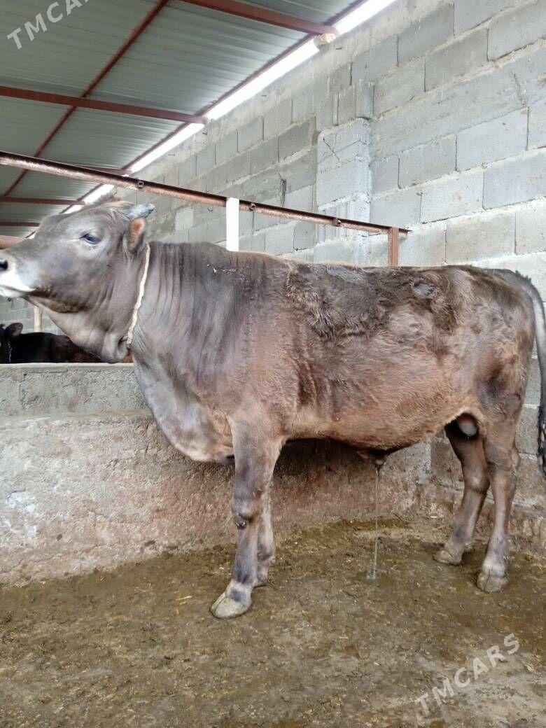 şiwed öküz - Ашхабад - img 1