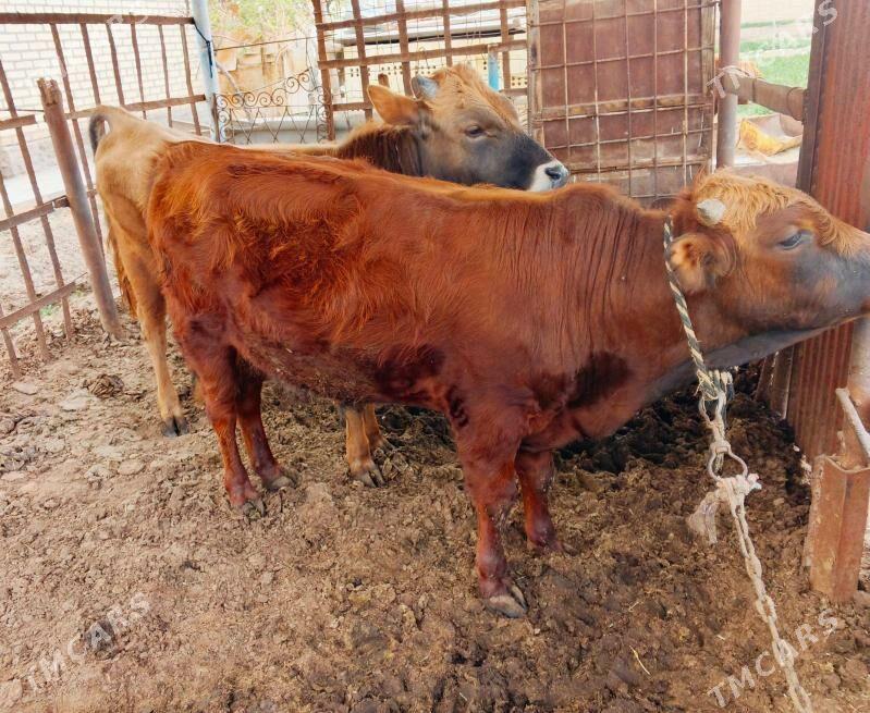 Okuzler - Mary - img 1