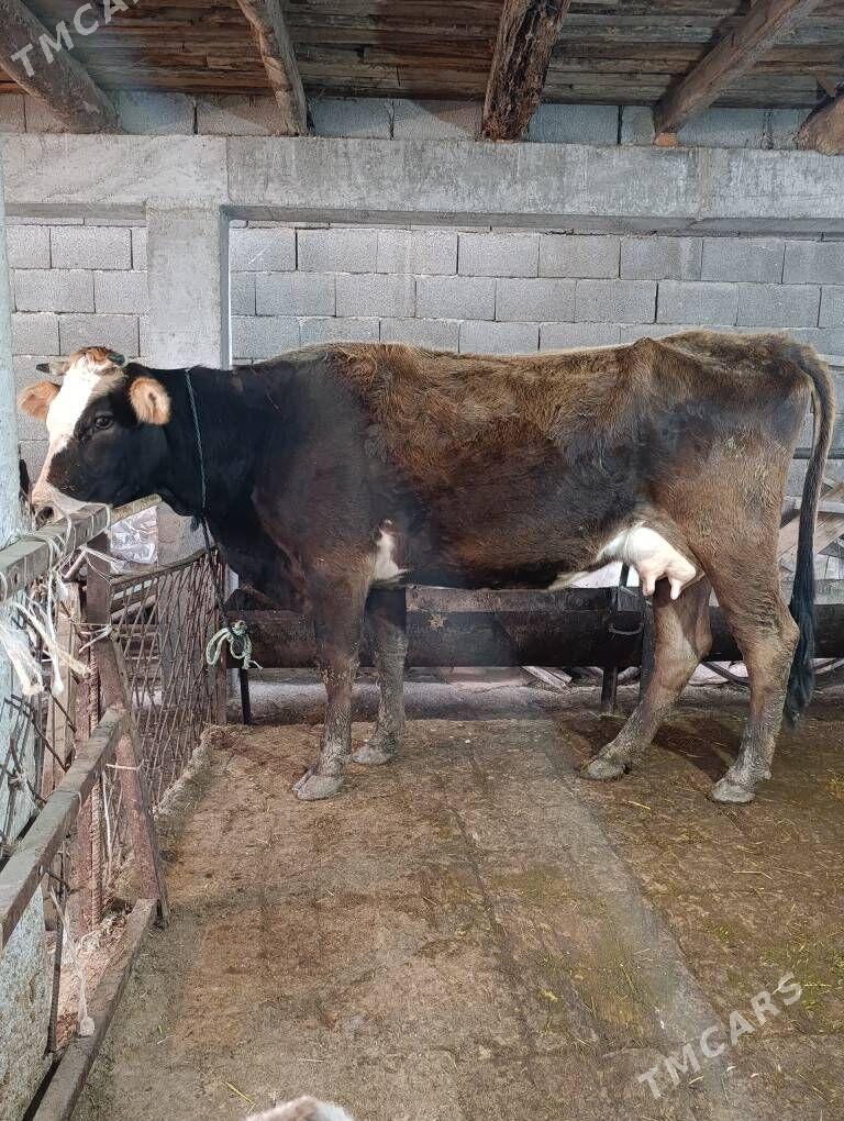 simental gatyşyk goleli sygyr - Gökdepe - img 1