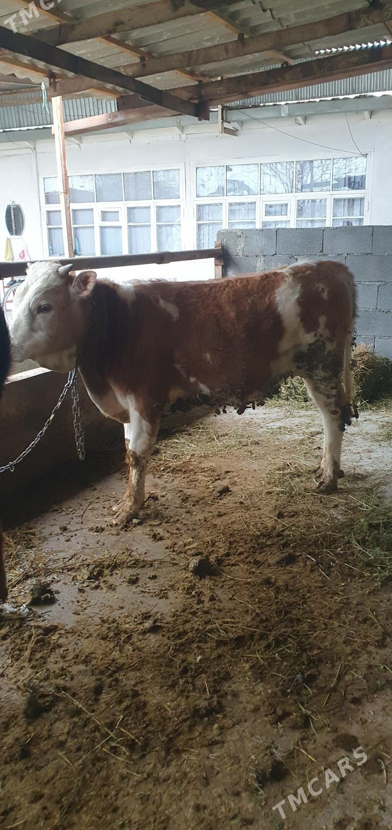 smental - Gökdepe - img 1