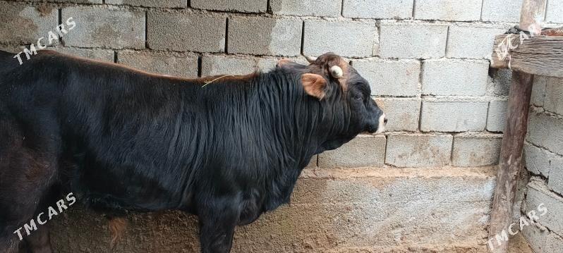 Gibirit okuz - Бузмеин - img 1