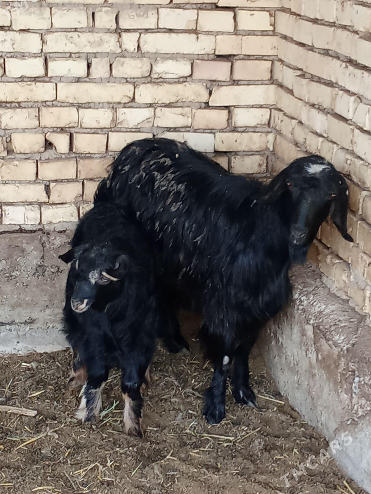 Owlakly gechi - Векильбазар - img 1