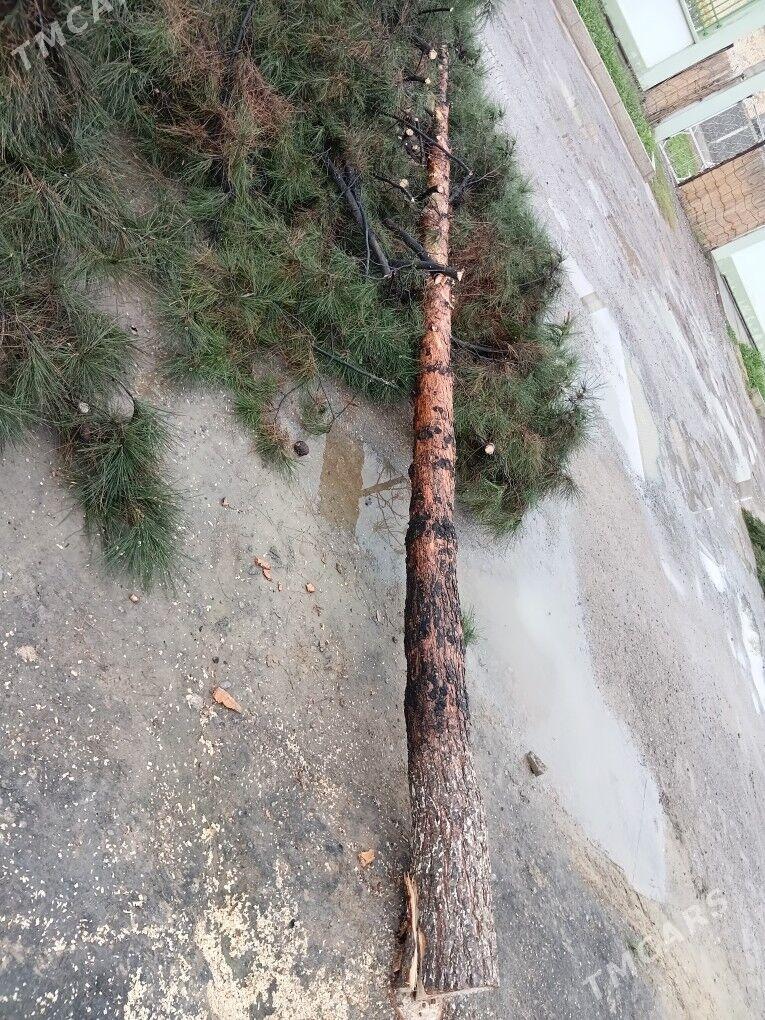 Yolkaň Pursy - Gypjak - img 1