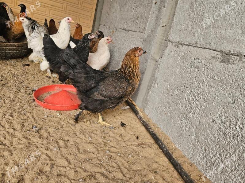 Towuklar Brama balakly - Sakarçäge - img 1