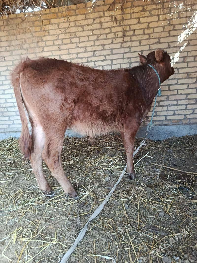 Okuzce - Чарджоу - img 1