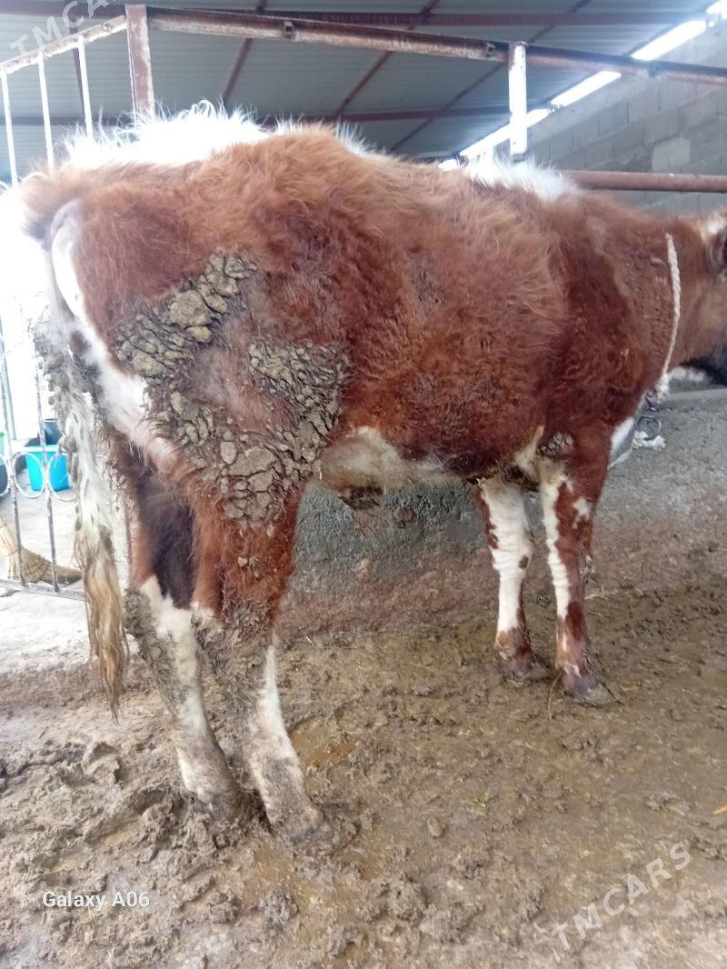 öküz - Aşgabat - img 1