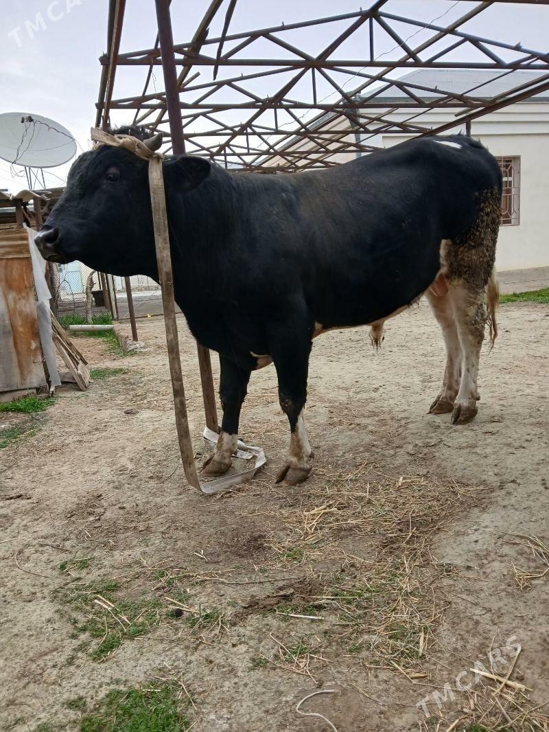 Öküz - Бахарден - img 1