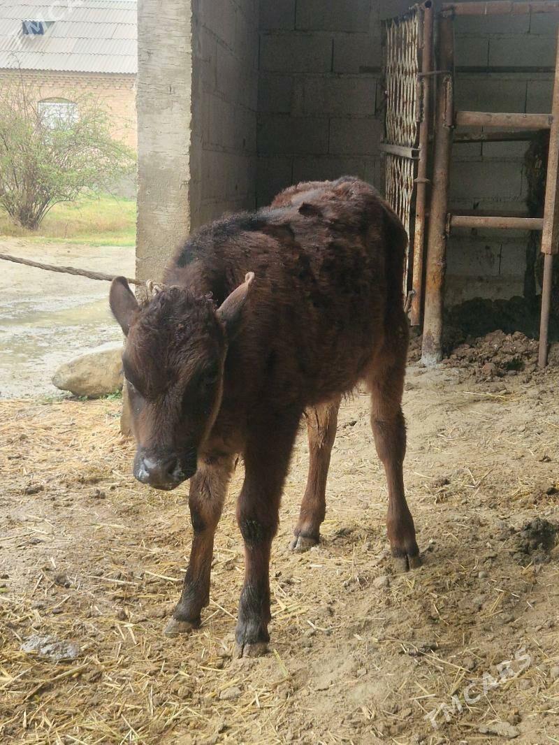 okuz - Bäherden - img 1