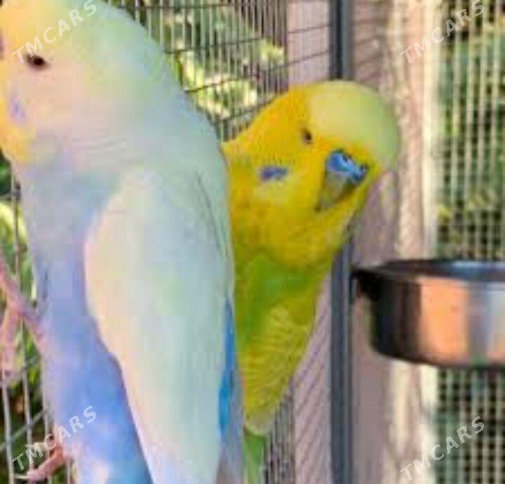 popugay setka papugay - Ашхабад - img 1