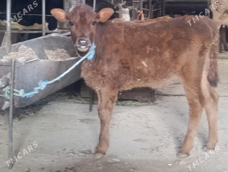 Ожек - Туркменабат - img 1