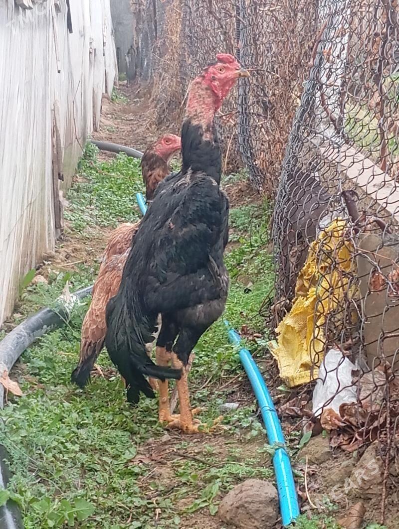 байес - Büzmeýin - img 1