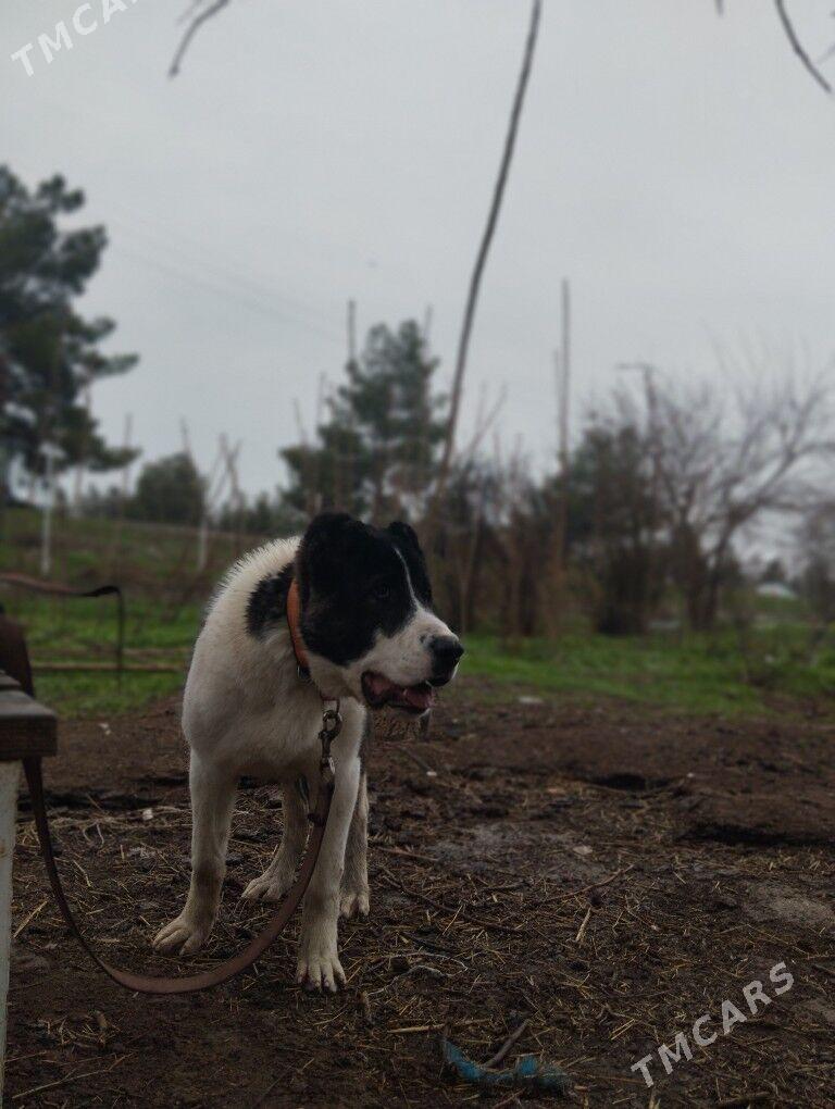 alabay - Бекреве - img 1