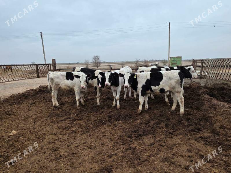 Окизчелер - Çärjew - img 1