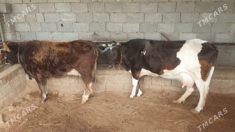 agyr bogaz - Gökdepe - img 1