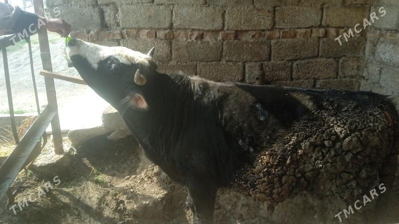 Ökûz satyas - Бахарден - img 1