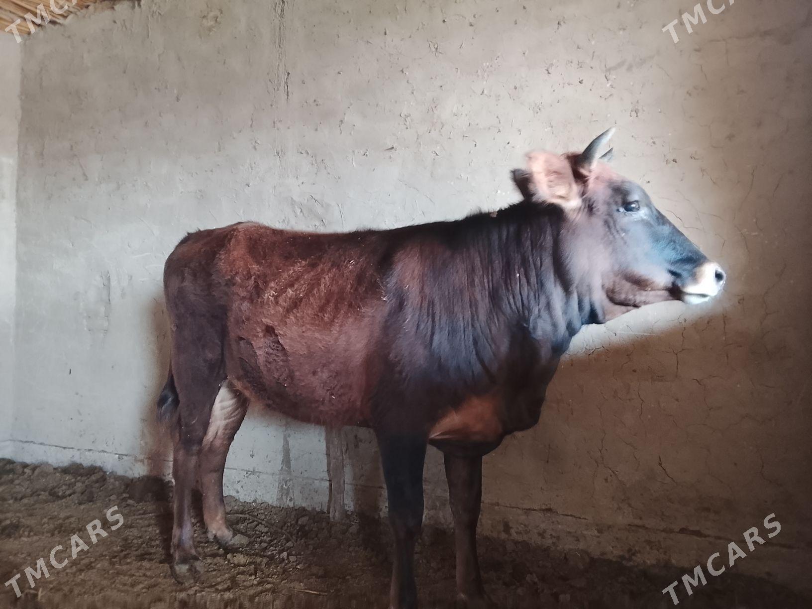 Gulajyn 2 sany - Мургап - img 1