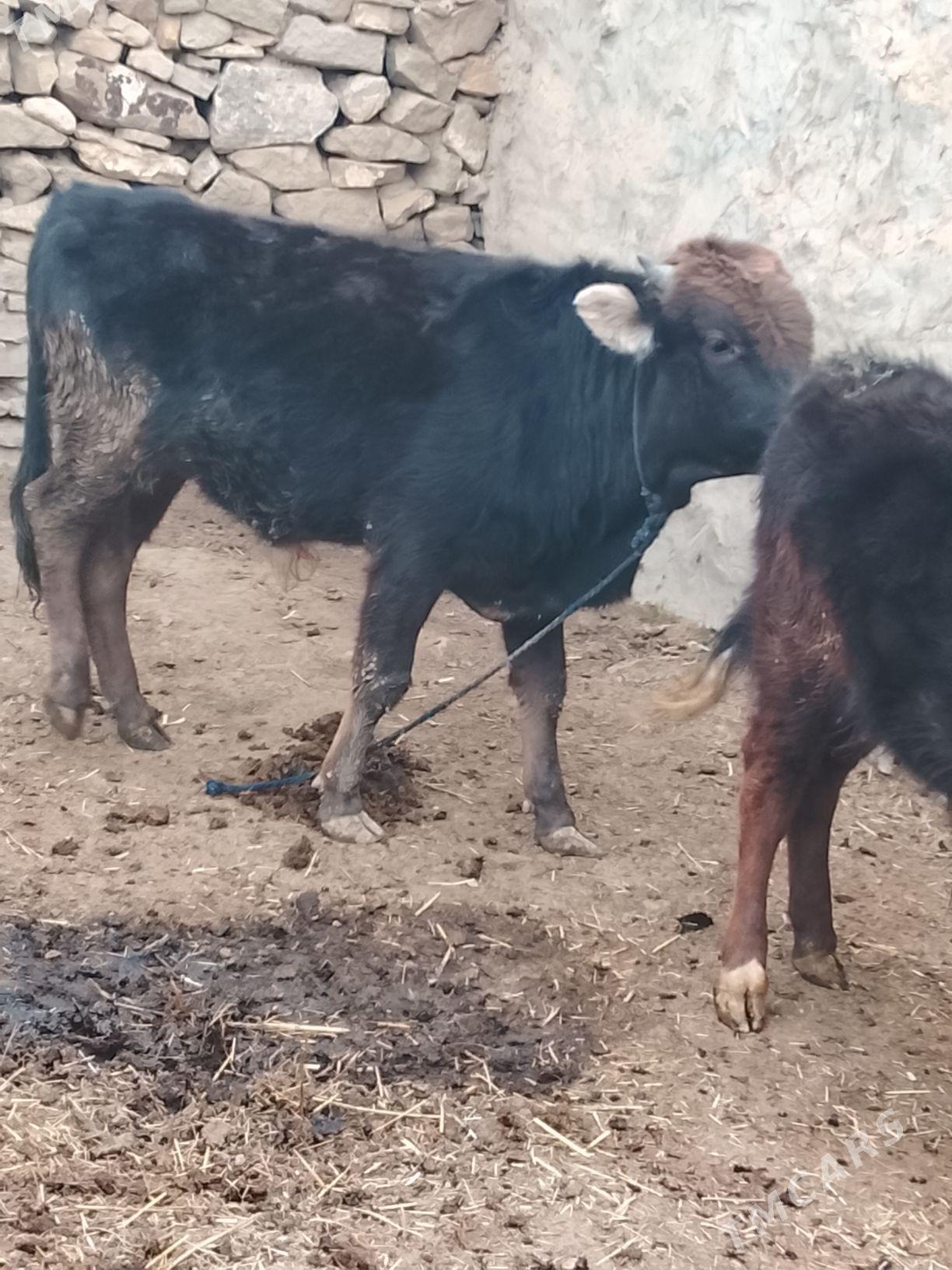 okuz - Gyzylarbat - img 1