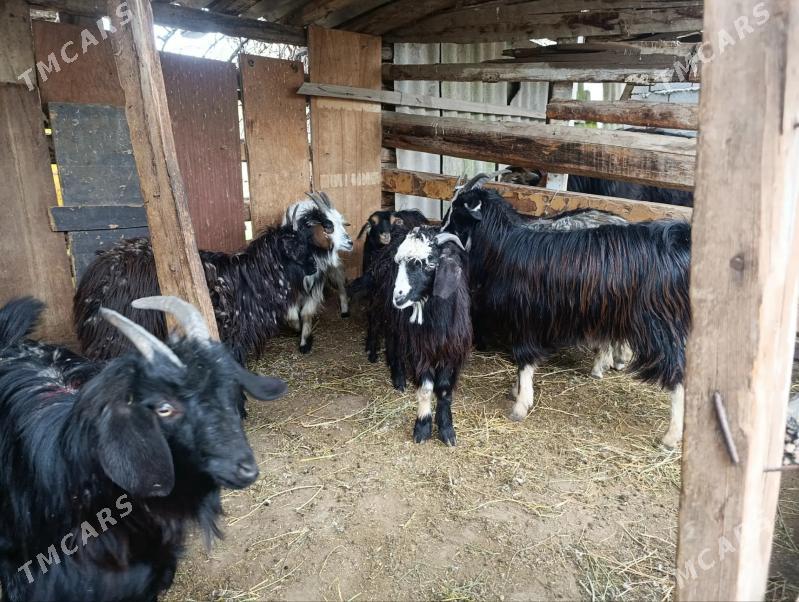 goyun geci - Bagyr - img 1