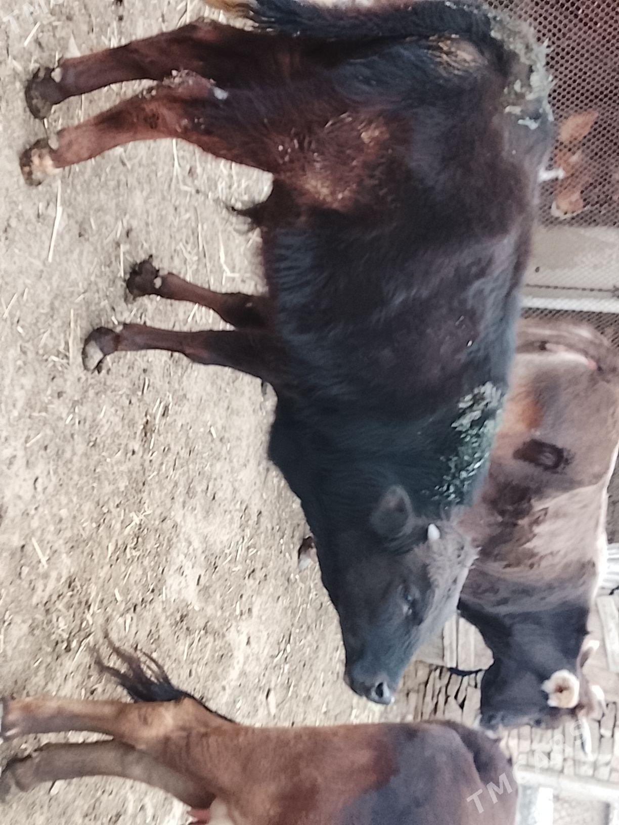 okuz - Gyzylarbat - img 1