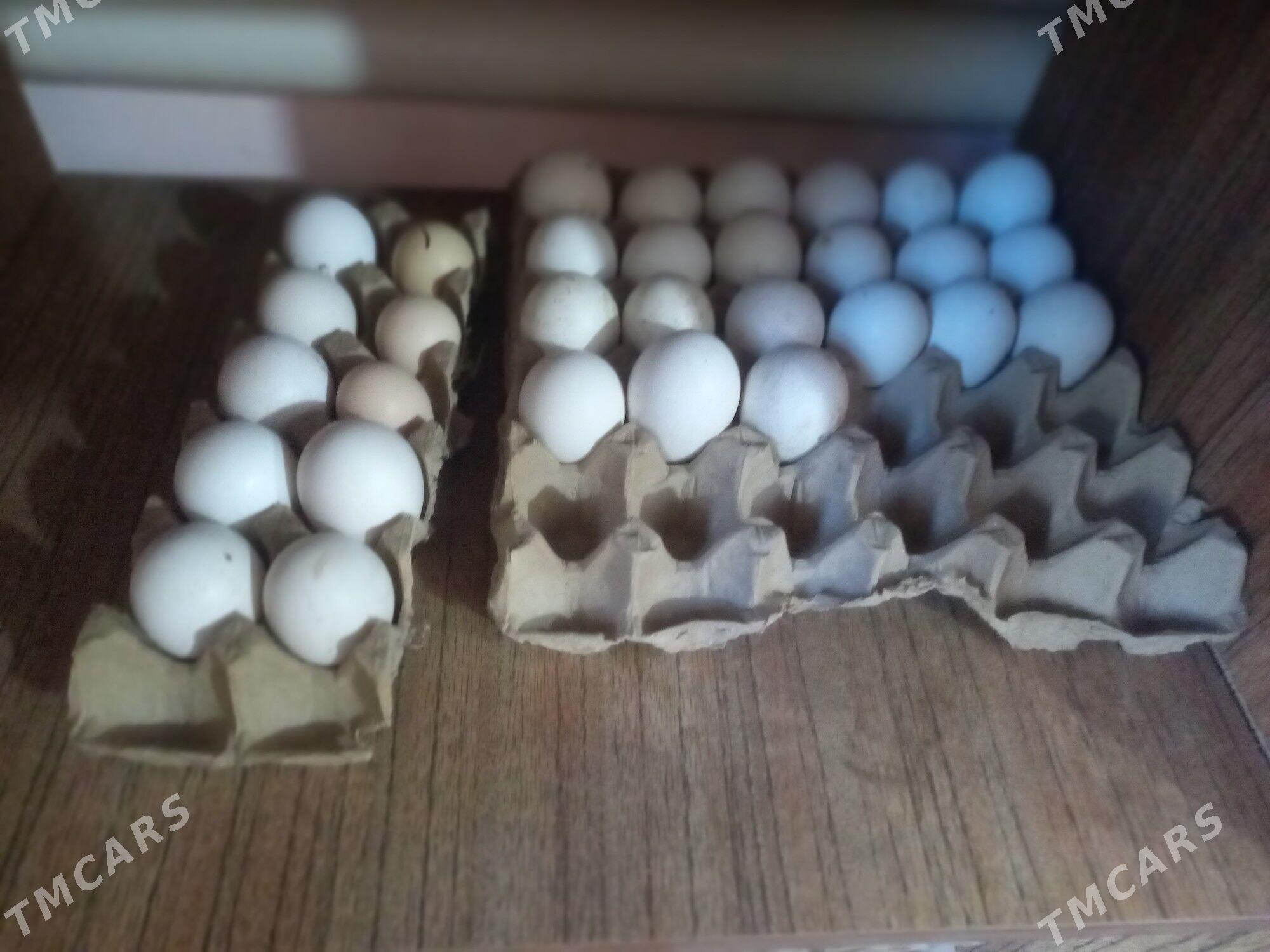 yymrtga owgan indug - Daşoguz - img 1