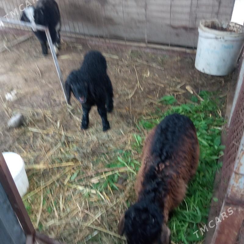 ovlok guzy - Gökdepe - img 1