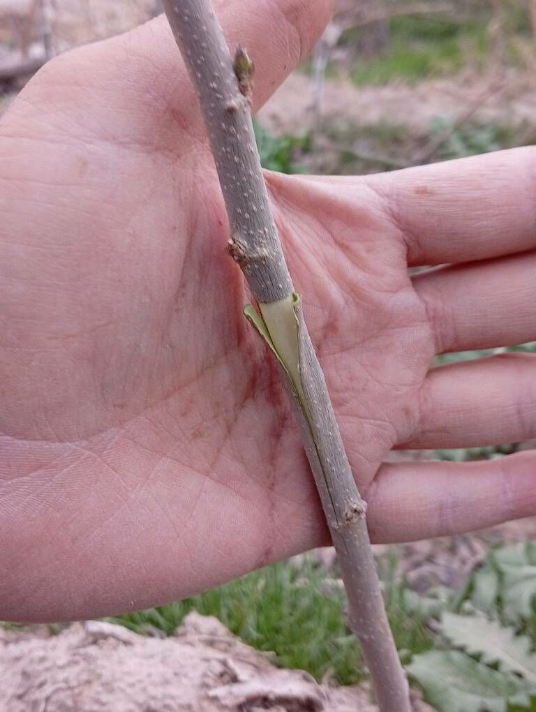 Bag sapmak ( seplemek ) - Векильбазар - img 1