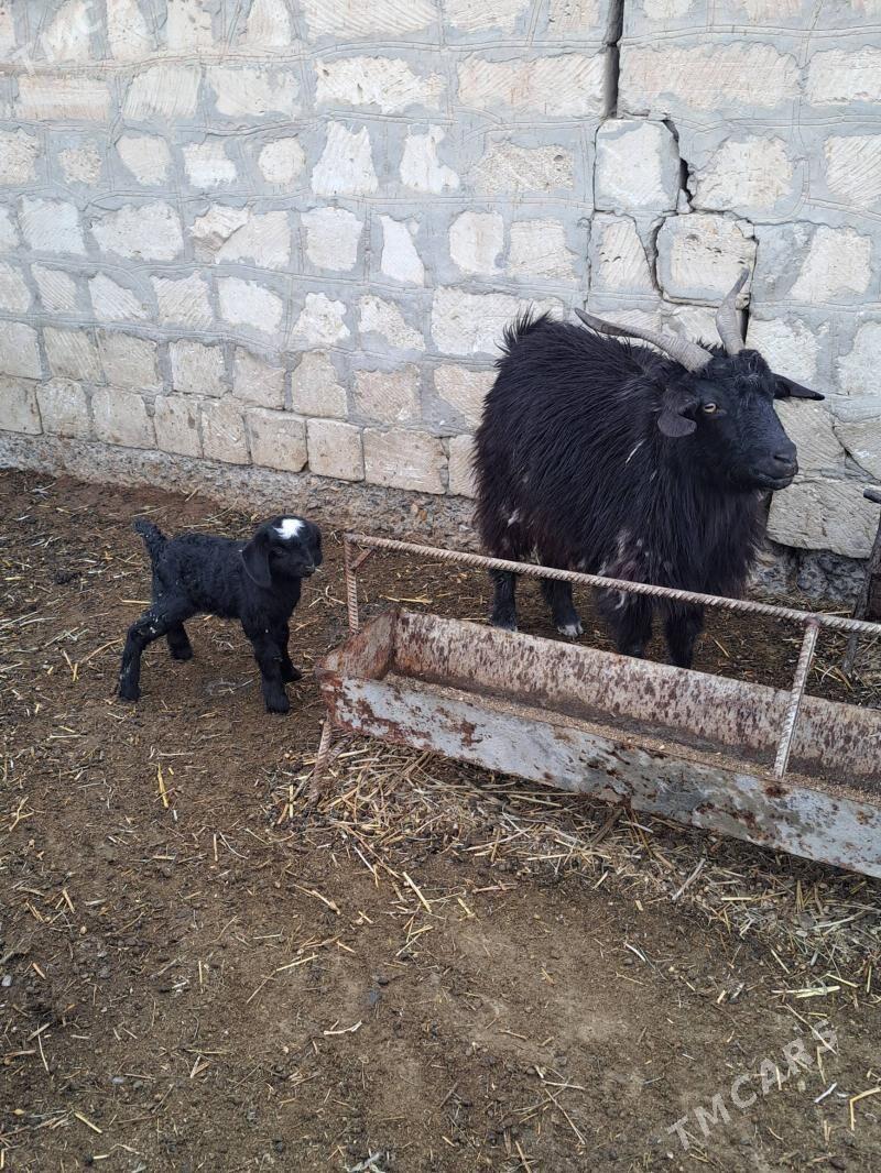 owlakly geci - Gyzylarbat - img 1