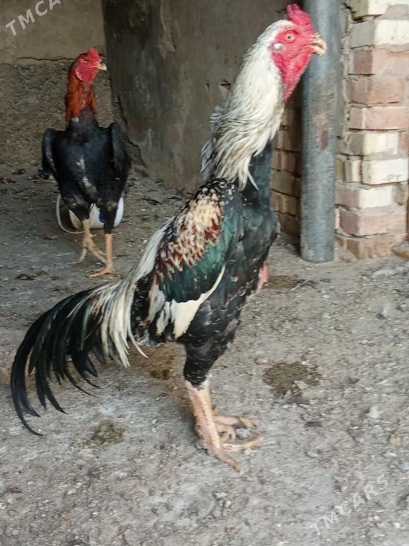 ташкент хораз - Bagyr - img 1